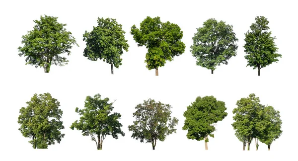 Set Van Geïsoleerde Bomen Witte Achtergrond Verzameling Bomen — Stockfoto