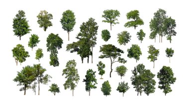 Beyaz zemin üzerinde izole ağaçlar kümesi, Ağaçların koleksiyonu
