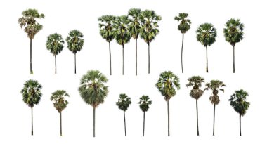 beyaz arkaplanda izole edilmiş şeker palmiyesi koleksiyonu hem yazdırma hem de web sayfaları için uygundur