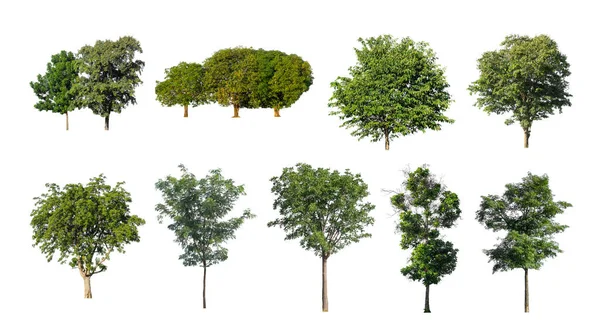 Drzewo Kolekcji Wyciąć Oryginalnego Tła Zastąpić Białym Tle Dla Łatwego — Zdjęcie stockowe