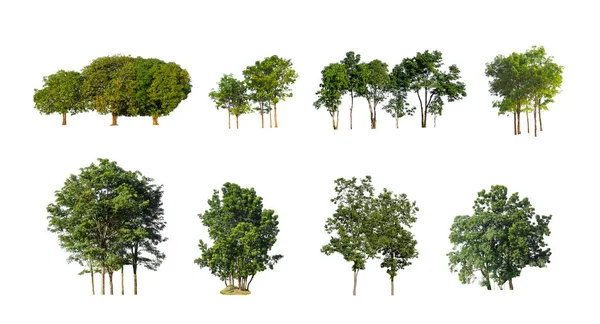 Drzewo Kolekcji Wyciąć Oryginalnego Tła Zastąpić Białym Tle Dla Łatwego — Zdjęcie stockowe