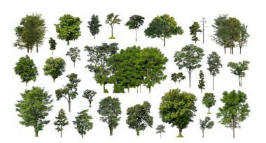 Beyaz zemin üzerinde izole ağaçlar kümesi, Ağaçların koleksiyonu