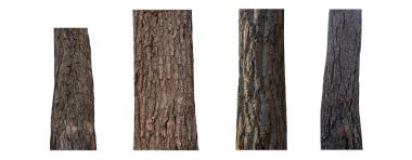 Beyaz arkaplanda izole edilmiş ağaç gövdesi koleksiyonu.