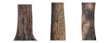 Beyaz arkaplanda izole edilmiş ağaç gövdesi koleksiyonu.