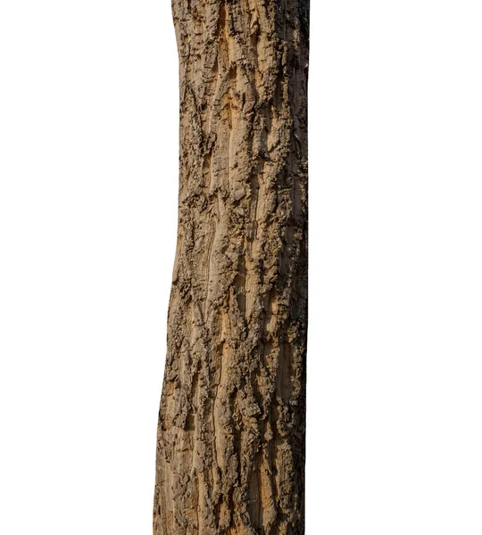 Beyaz arka planda izole edilmiş bir ağacın gövdesi.