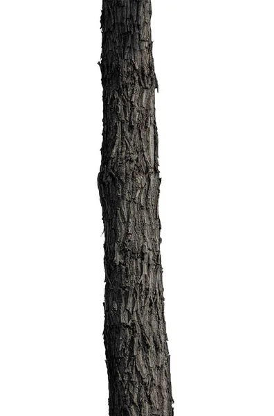 Beyaz Arka Planda Izole Edilmiş Bir Ağacın Gövdesi — Stok fotoğraf