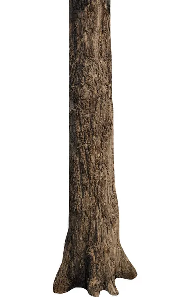 Beyaz arka planda izole edilmiş bir ağacın gövdesi.