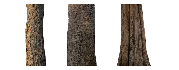 Isolierter Baumstamm Kollektion Auf Weißem Hintergrund — Stockfoto