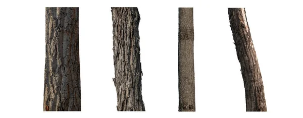 Beyaz Arkaplanda Izole Edilmiş Ağaç Gövdesi Koleksiyonu — Stok fotoğraf