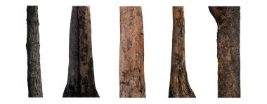 Beyaz arkaplanda izole edilmiş ağaç gövdesi koleksiyonu.
