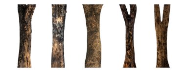 Beyaz arkaplanda izole edilmiş ağaç gövdesi koleksiyonu.