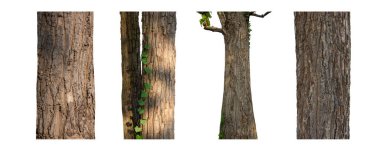 Beyaz arkaplanda izole edilmiş ağaç gövdesi koleksiyonu.