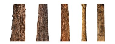 Beyaz arkaplanda izole edilmiş ağaç gövdesi koleksiyonu.