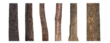 Beyaz arkaplanda izole edilmiş ağaç gövdesi koleksiyonu.
