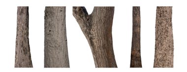 Beyaz arkaplanda izole edilmiş ağaç gövdesi koleksiyonu.