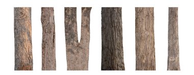Beyaz arkaplanda izole edilmiş ağaç gövdesi koleksiyonu.