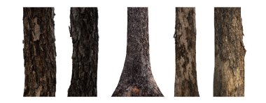 Beyaz arkaplanda izole edilmiş ağaç gövdesi koleksiyonu.