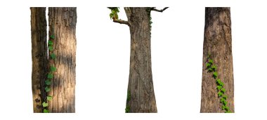 Beyaz arkaplanda izole edilmiş ağaç gövdesi koleksiyonu.