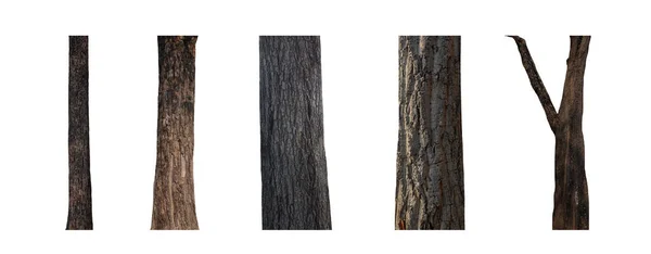 Isolado Árvore Tronco Coleção Fundo Branco — Fotografia de Stock