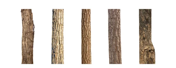 Isolerad Träd Stam Samling Vit Bakgrund — Stockfoto