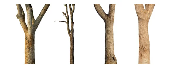 Ізольований Стовбур Дерева Колекція Білому Тлі — стокове фото