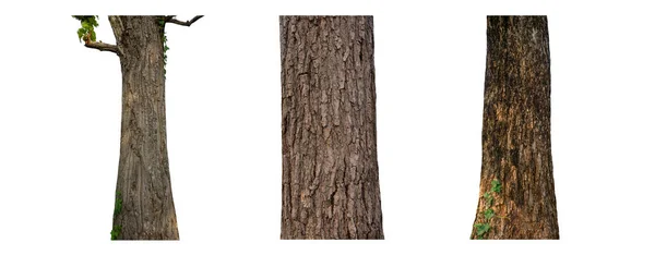 Beyaz Arkaplanda Izole Edilmiş Ağaç Gövdesi Koleksiyonu — Stok fotoğraf