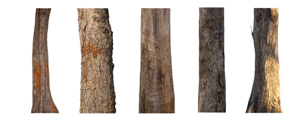 Ізольований Стовбур Дерева Колекція Білому Тлі — стокове фото
