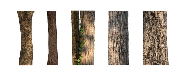 배경에 외따로 떨어진 나무줄기 컬렉션 — 스톡 사진