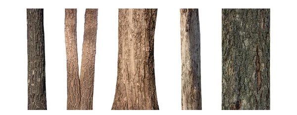 Isolerad Träd Stam Samling Vit Bakgrund — Stockfoto