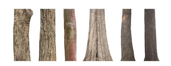 Isolated Tree Trunk Collection White Background — Stock Photo, Image