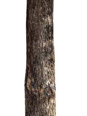 Beyaz arka planda izole edilmiş bir ağacın gövdesi.