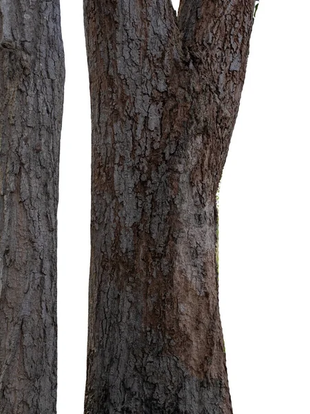 Tronco Uma Árvore Isolada Fundo Branco — Fotografia de Stock