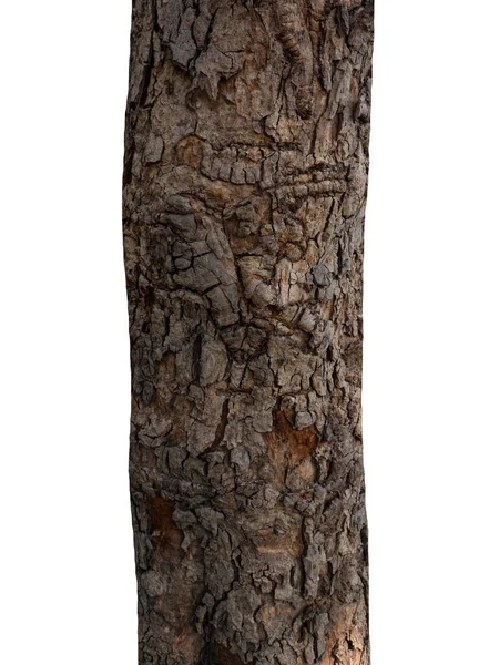 Багажник Дерева Изолированного Белом Фоне — стоковое фото