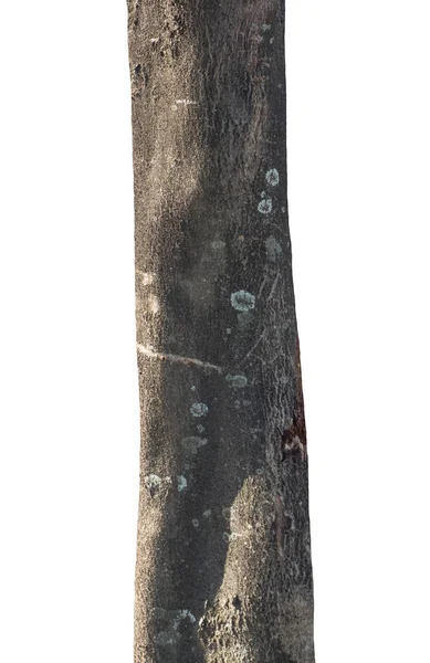 Bagażnik Drzewa Izolowane Białym Tle — Zdjęcie stockowe