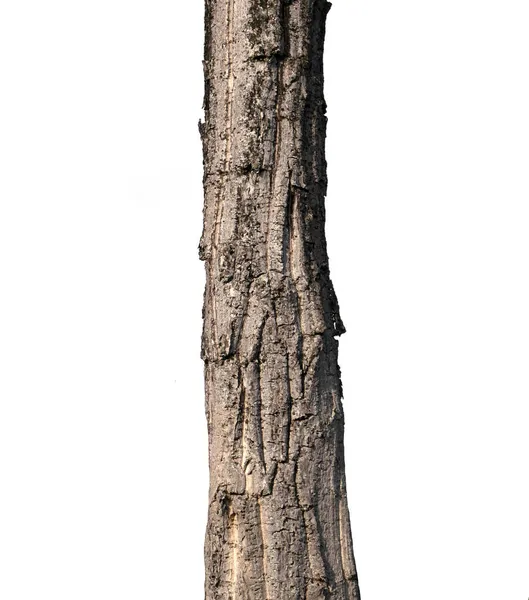 Tronco Uma Árvore Isolada Fundo Branco — Fotografia de Stock
