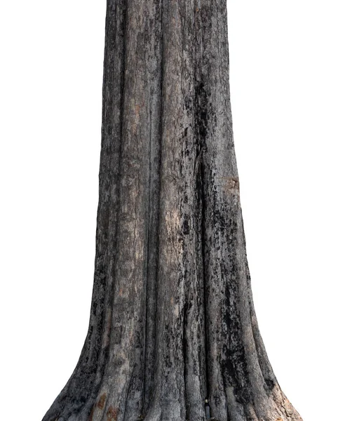 Beyaz arka planda izole edilmiş bir ağacın gövdesi.