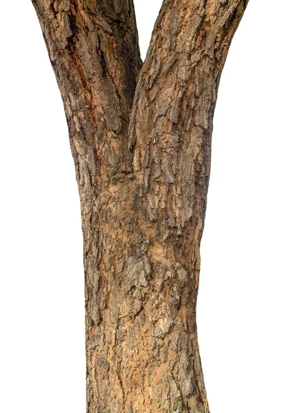 Beyaz arka planda izole edilmiş bir ağacın gövdesi.