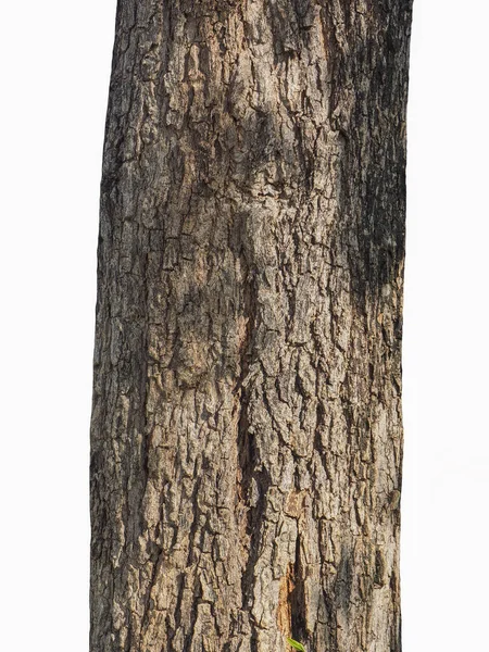Trunk Tree Isolated White Background — Stock Photo, Image