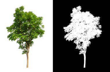 Beyaz arkaplanda izole edilmiş ağaçlar hem yazdırma hem de web sayfaları için uygundur