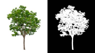 kırpma yolu ve alfa kanalı ile beyaz arkaplanda izole edilmiş ağaç