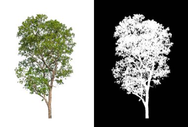 kırpma yolu ve alfa kanalı ile beyaz arkaplanda izole edilmiş ağaç