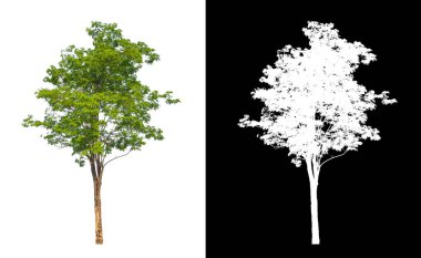 Beyaz arkaplanda izole edilmiş ağaçlar hem yazdırma hem de web sayfaları için uygundur