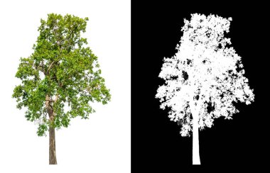 kırpma yolu ve alfa kanalı ile beyaz arkaplanda izole edilmiş ağaç