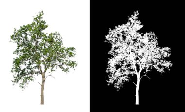 kırpma yolu ve alfa kanalı ile beyaz arkaplanda izole edilmiş ağaç