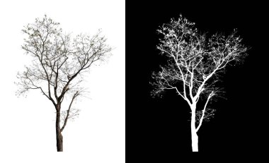 Beyaz arkaplanda izole edilmiş ağaçlar hem yazdırma hem de web sayfaları için uygundur
