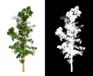 kırpma yolu ve alfa kanalı ile beyaz arkaplanda izole edilmiş ağaç
