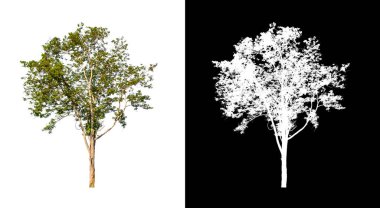 kırpma yolu ve alfa kanalı ile beyaz arkaplanda izole edilmiş ağaç