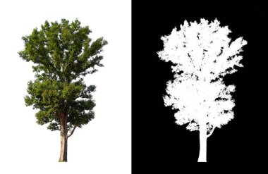 Beyaz arkaplanda izole edilmiş ağaçlar hem yazdırma hem de web sayfaları için uygundur