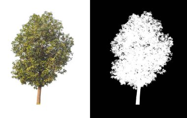 Beyaz arkaplanda izole edilmiş ağaçlar hem yazdırma hem de web sayfaları için uygundur