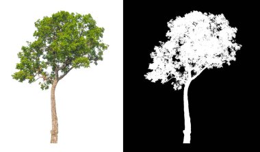 Beyaz arkaplanda izole edilmiş ağaçlar hem yazdırma hem de web sayfaları için uygundur
